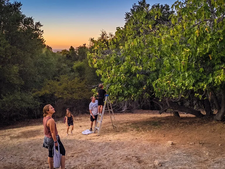 The fig tree produces enough for both the deers and yourself.