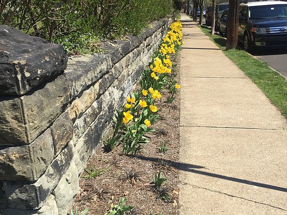Tulips in the spring
