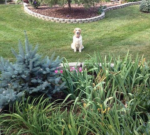 Beautiful Landscaped Backyard