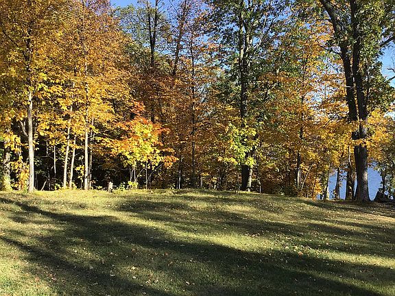 Maple,oak,birchand ironwood 
