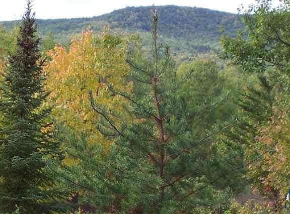 3rd image of 26420 Freedom Valley # 5/6 Lot # 2, Valhalla Trail Subdivision
