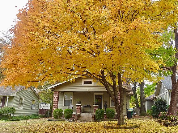 Sugar Maple Tree