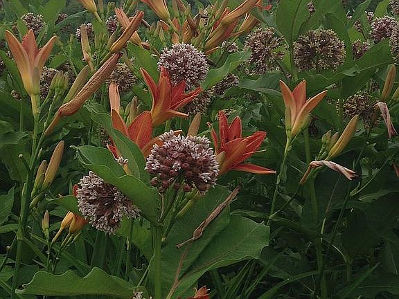 Butterfly Flower Garden
