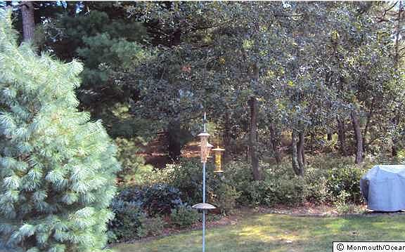 5th image of 61 Penwood Drive