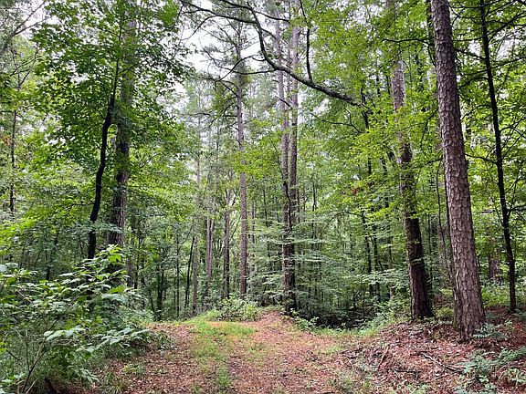 Mature Hardwood & Pine Timber