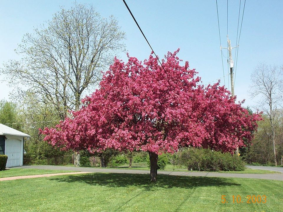 Ornamental apple tree in front yard