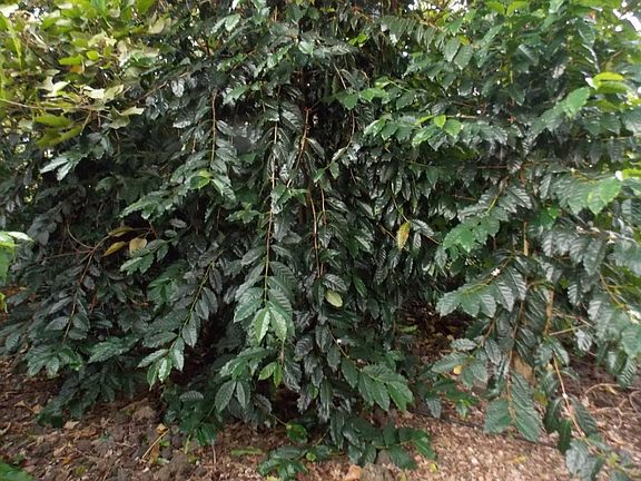 2nd image of 88-1573 Ala Pakaua St #B