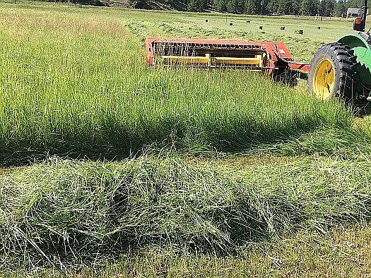Excellent Hay