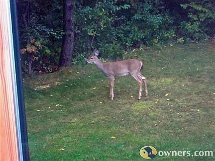 Young deer in back yard