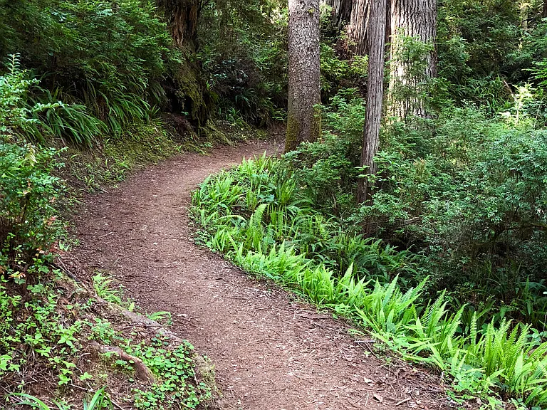 HOST FAVORITE FOR BEST REDWOODS HIKE - James Irvine Trail in Orick. The James Irvine Trail is our favorite hike in Prairie Creek Redwoods. The trail feels like a magical fairy forest with Redwoods, trilliums, ferns, & shamrocks bordering the trail.