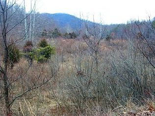 3rd image of 1202 Buck Creek Ln