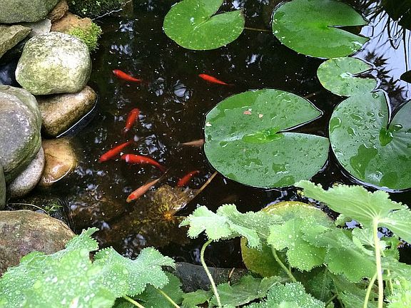 Fish in the pond