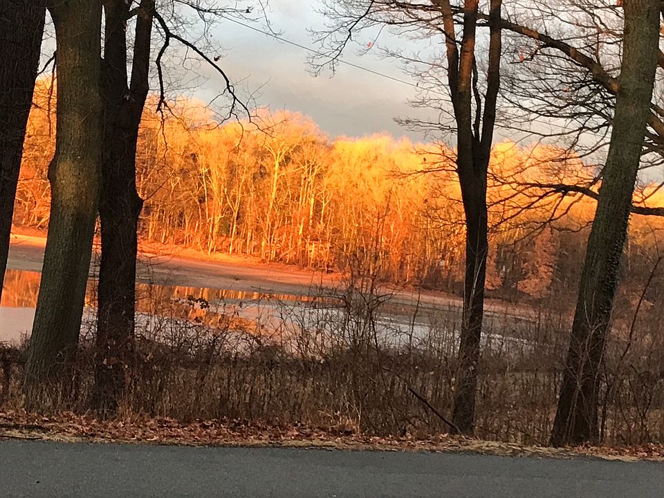 Beautiful sun lit trees 