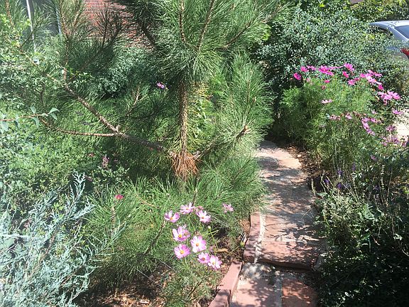 cosmos and shasta daisy