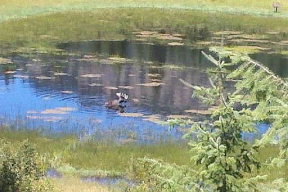 Bull moose in our pond