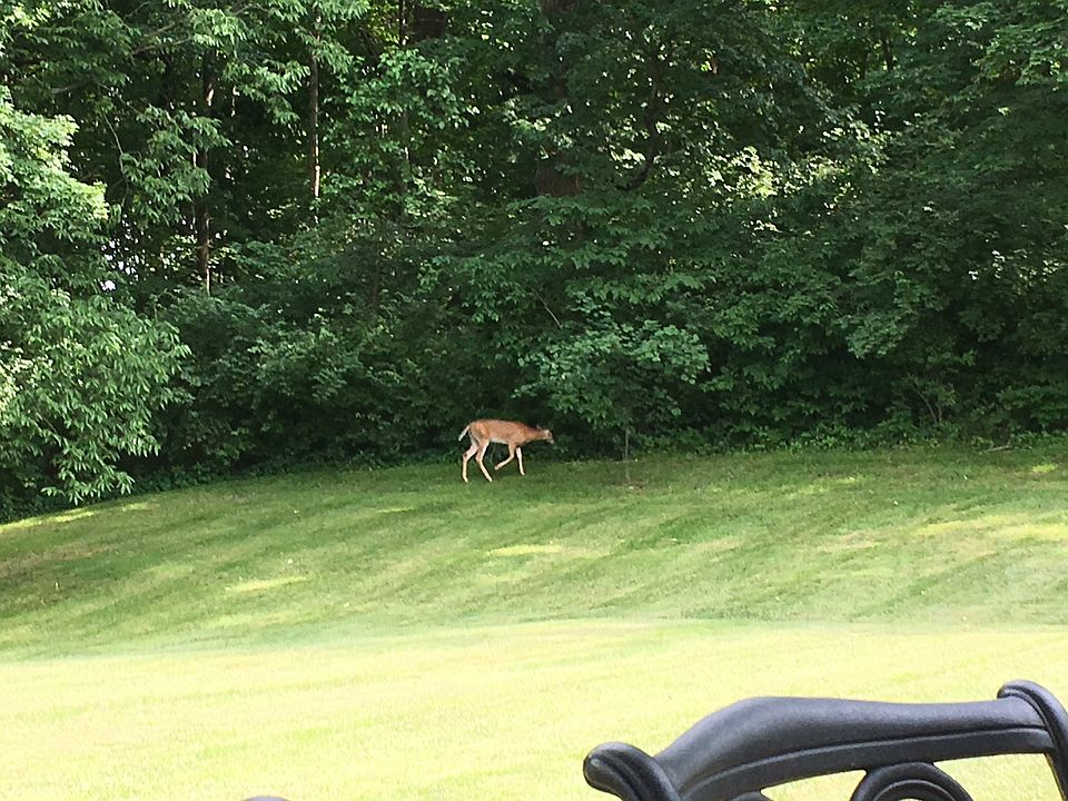 Backyard visitors