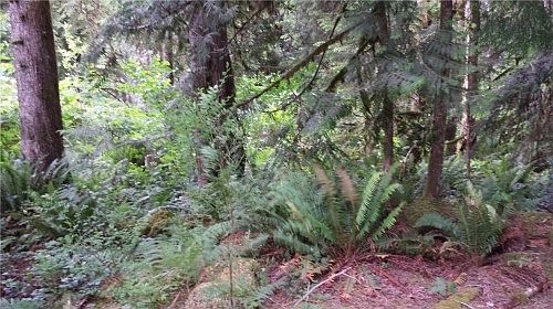 4th image of 63994 Cascade Park Pl