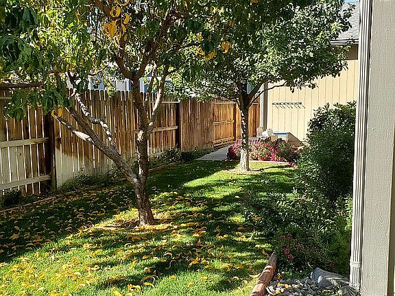 Mature fruit tree(peach)