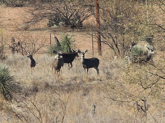There is GREAT Mule Deer & Coues Deer hunting in this area!