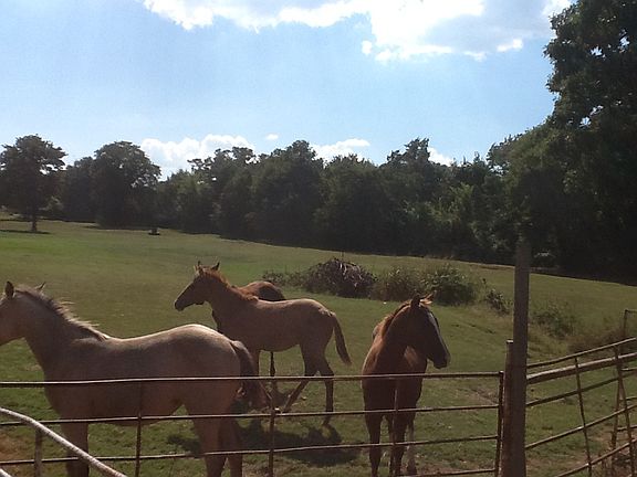 plenty of pastures