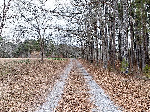 Tree covered driveway