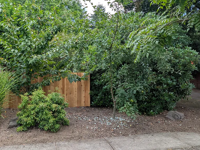 Apple and cherry tree