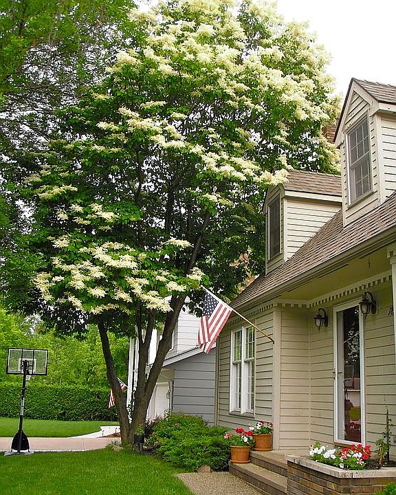 Make this lovely lilac yours