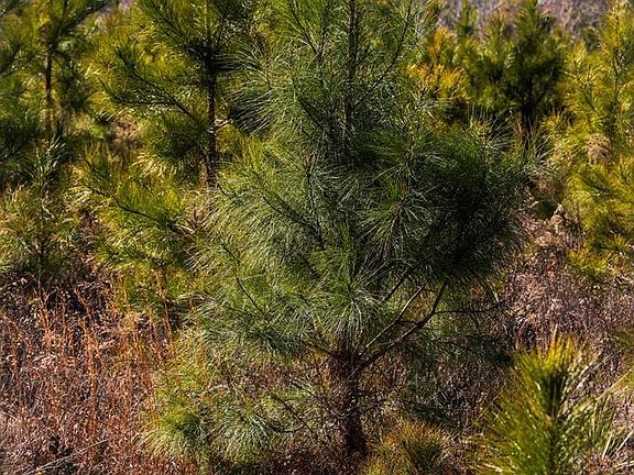 4th image of 0 Scotland Rd