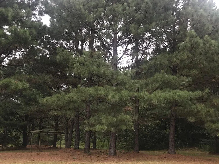 Cedar Rock Church Rd — Photo 16