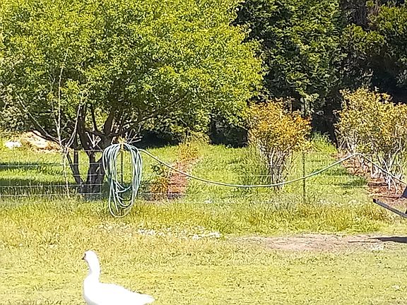 100 bush blueberry patch and fruit orchard. Kong, the goose.