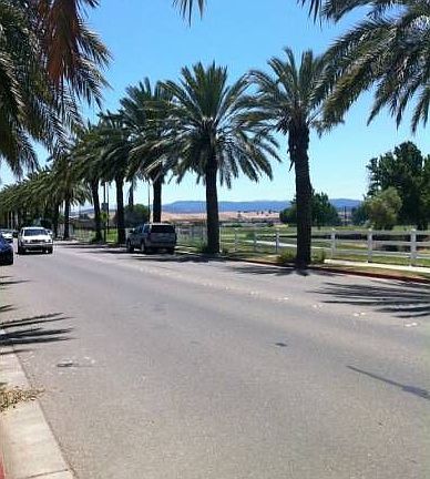 Palm Tree Lined Entry