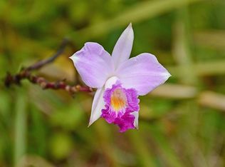 Puna Rd LOT 188, Pahoa, HI 96778