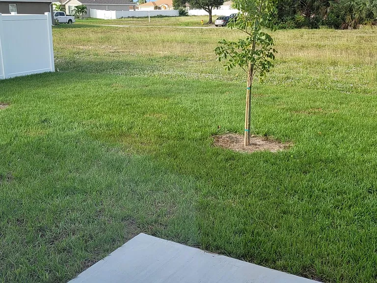 Backyard view