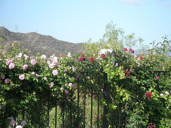 A View From The Backyard