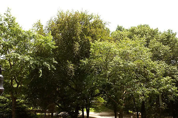 Sold by Brown Harris Stevens | media 2