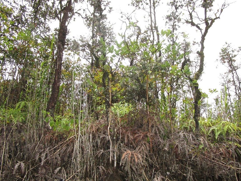 2nd image of Uhini Ana Rd #1-lot 2270