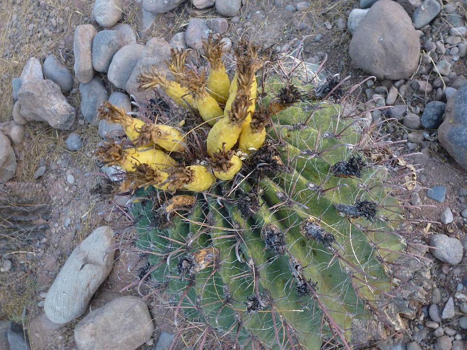 ...barrel cactus,