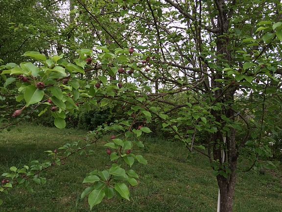 Apples
