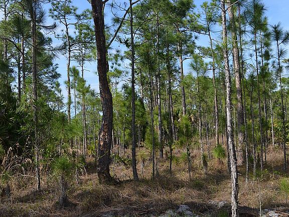 Level Pine Tree Covered Lot
