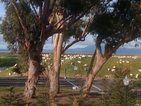 View from MBR balcony