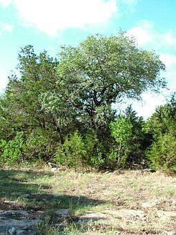 1st image of 354 Ash Juniper Dr