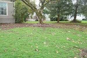 yard