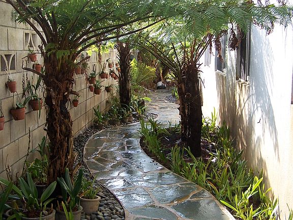 Fern/orchid alley 1