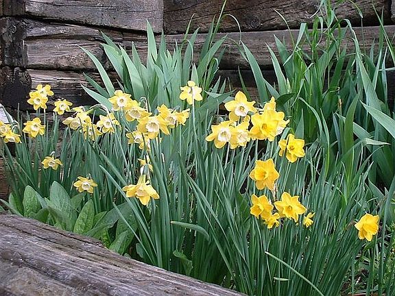2002 Daffodils