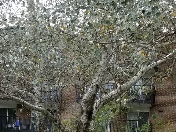 5th image of 5S040 Pebblewood Ln APT E205