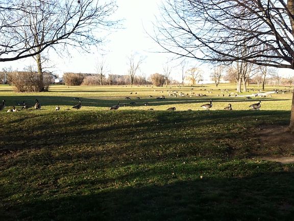 Backyard Golf Course