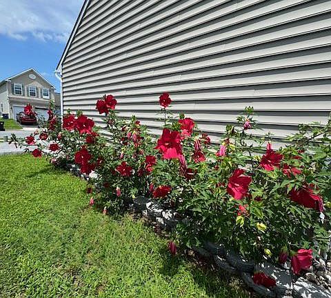 4th image of 83 Zelkova Rd