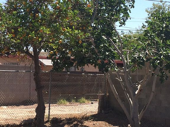 Back yard with fig and citrus trees