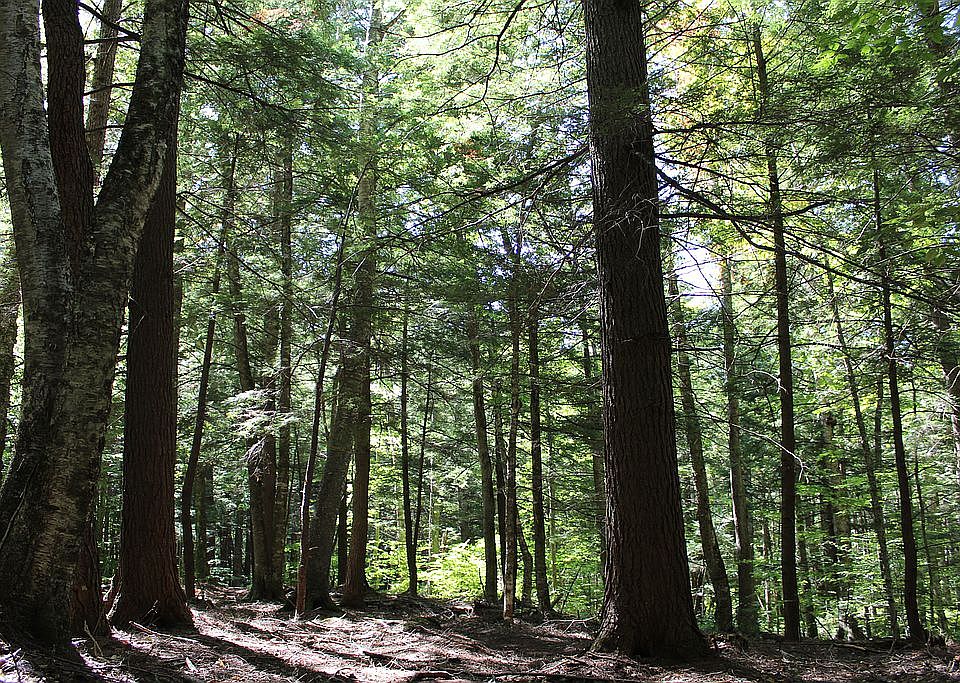 1st image of 0 White Pine Dr