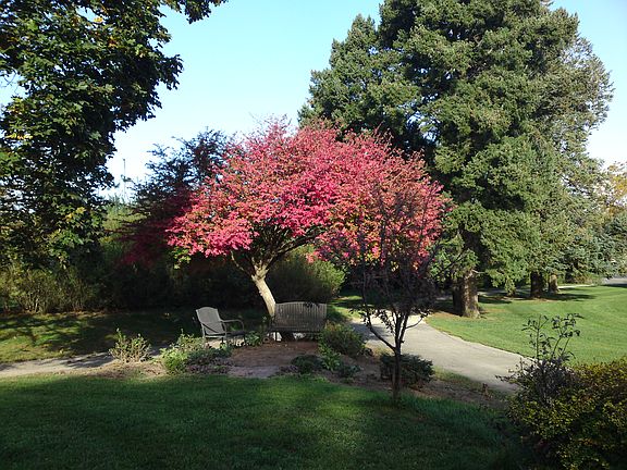 Fork in driveway around house, in front